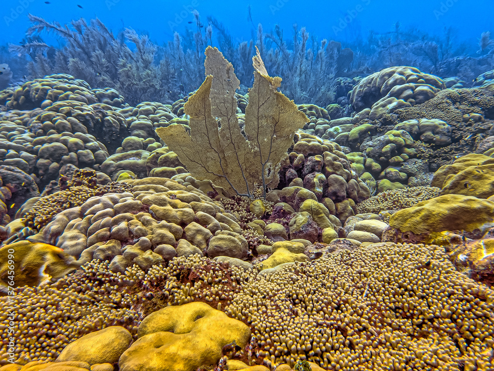 Caribbean coral garden, Bonaire