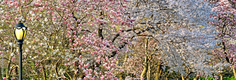 Magnolia tree in bloom in early spring