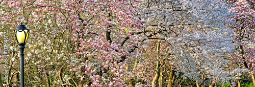 Obraz na płótnie Magnolia tree in bloom in early spring w salonie