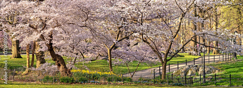 Obraz na płótnie Central Park in spring w salonie