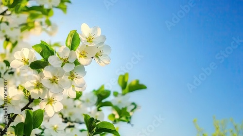  spring background featuring blooming white apple flowers with bright blue sky and sunny weather. Capturing the natural essence of spring with delicate floral details, creating a serene and peaceful 