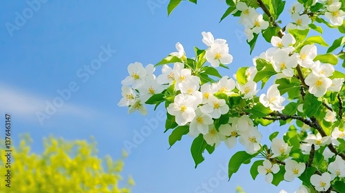  spring background featuring blooming white apple flowers with bright blue sky and sunny weather. Capturing the natural essence of spring with delicate floral details, creating a serene and peaceful 