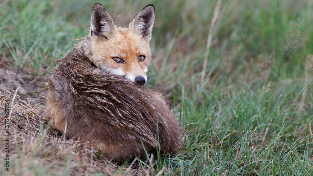 Red fox Vulpes vulpes laying on grass , curled up in a ball looking at camera