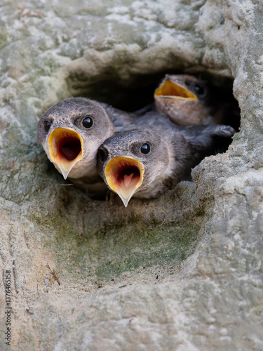 Sand martin (Riparia riparia), three young birds , chicks looking out of breeding tube with wide open orange beaks waiting for feeding