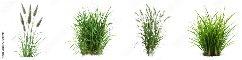 Obraz premium Quack grass isolated on transparent background. PNG , Set of