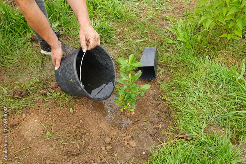 Obraz na plátně man watering with a bucket of water a young arbutus bush in the garden