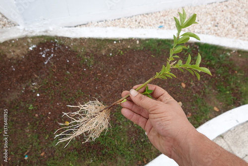 Obraz na płótnie man holding branch of privet with roots