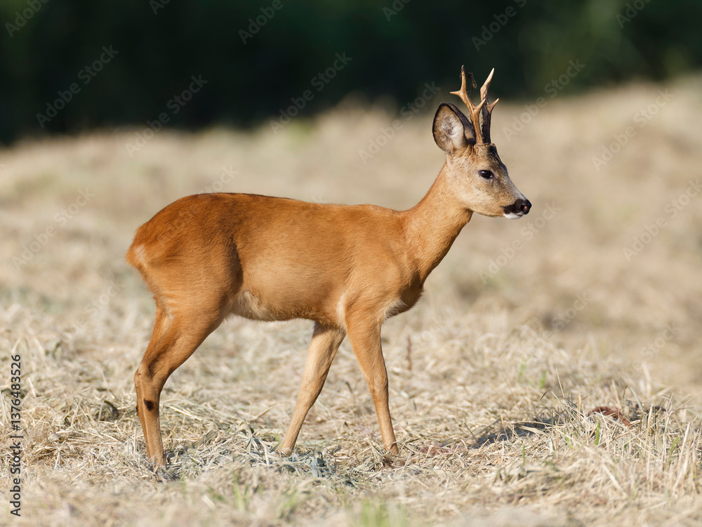 Young buck Roe deer Capreolus capreolus Young buck Roe deer Capreolus capreolus