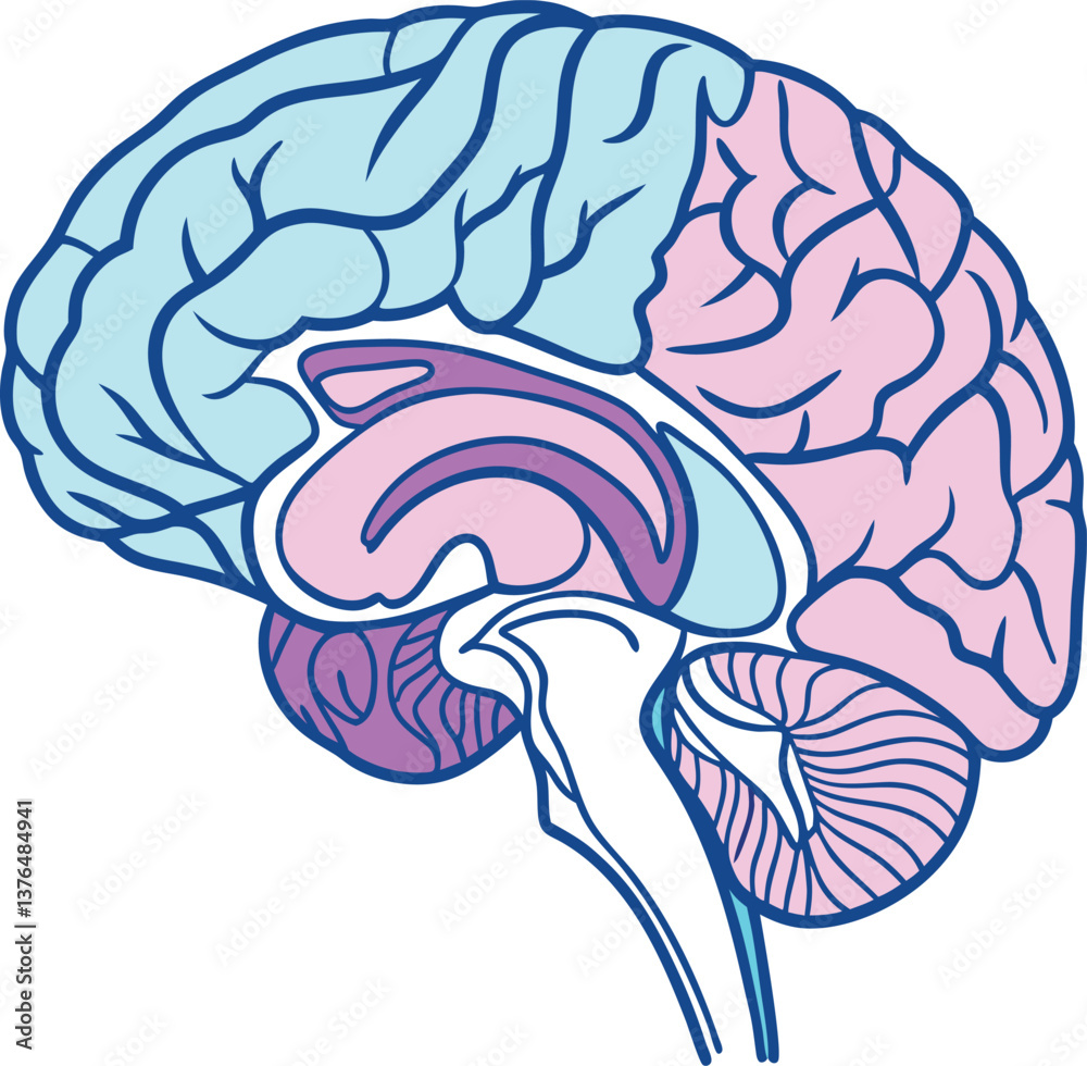 Fototapeta premium Illustration of a Colored Brain Diagram Showing Different Anatomical Sections