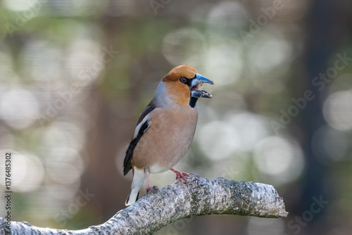 Hawfinch on a branch of a birch tree