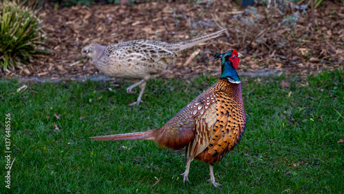 Male pheasant with a female pheasant in the background