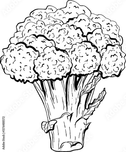 Broccoli. Vegetables. Hand drawn vector isolated sketch.