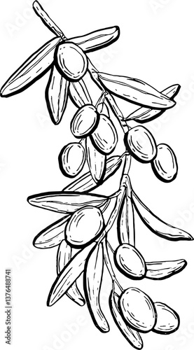 Olives. Vegetables. Hand drawn vector isolated sketch.
