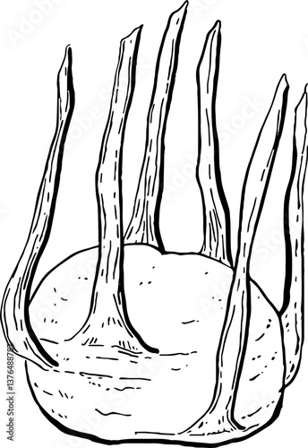 Knol khol. Vegetables. Hand drawn vector isolated sketch.