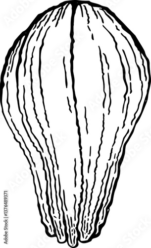Chayote. Vegetables. Hand drawn vector isolated sketch.