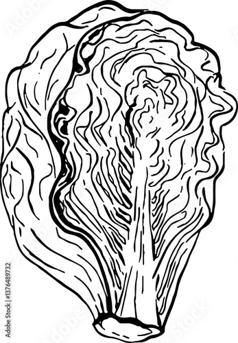 Brussels sprouts. Vegetables. Hand drawn vector isolated sketch.