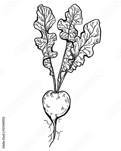 Radish. Vegetables. Hand drawn vector isolated sketch.