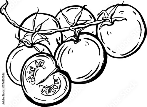 Tomatoes. Vegetables. Hand drawn vector isolated sketch.
