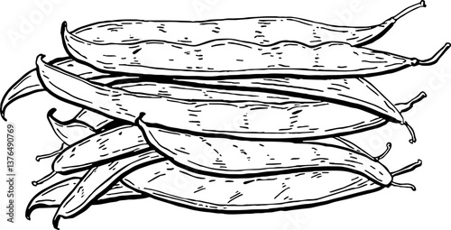 Green beans. Vegetables. Hand drawn vector isolated sketch.