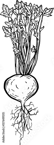 Turnip. Vegetables. Hand drawn vector isolated sketch.