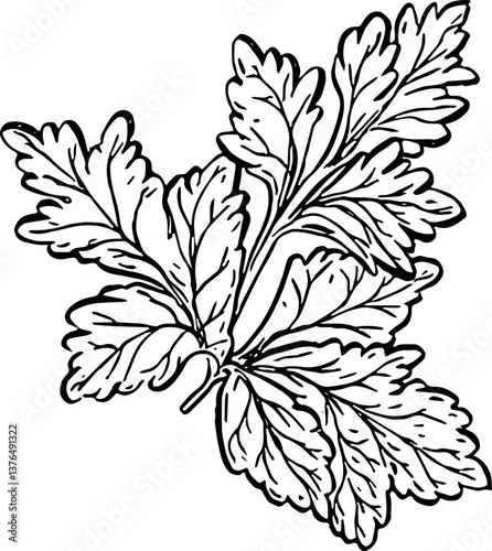 Coriander. Vegetables. Hand drawn vector isolated sketch.