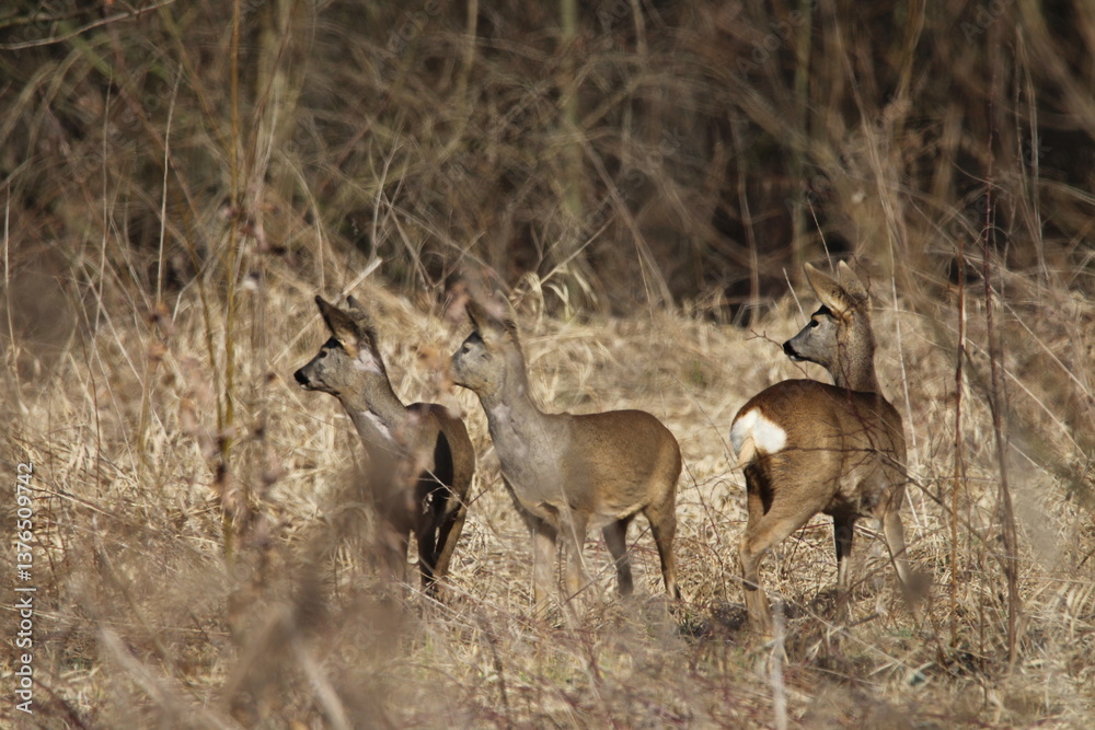 Fototapeta premium Roe deer does in a tall dry grass. Roe deer in natural environment in early spring. Wild roe deers. European roe deer -capreolus capreolus, Czech republic 