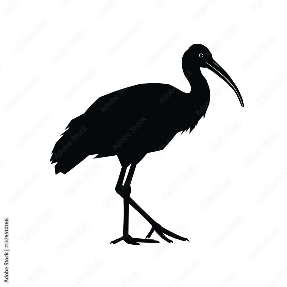 Obraz premium black crowned crane