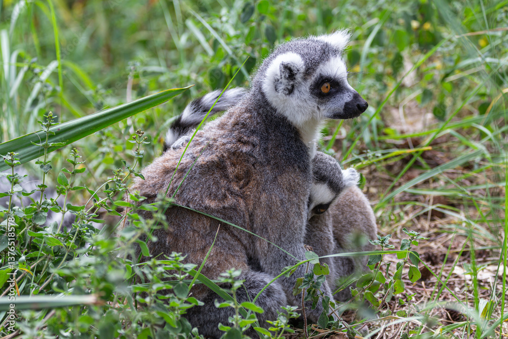 Fototapeta premium ring tailed lemur