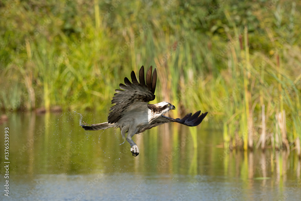 Fototapeta premium Osprey (Pandion haliaetus). Osprey banks gracefully over quiet waters with wings curved and talons ready. Tall reeds and glassy surface create a peaceful scene. The curve of the wings adds grace.