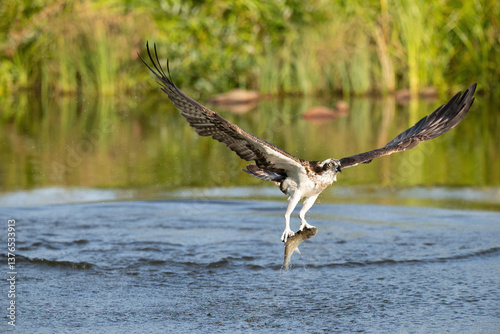 Osprey (Pandion haliaetus). Osprey locks talons into fish while lifting off water with wet feathers and extended wings. Shallow river with lush green plants. Intensity of capture bursts of water.
