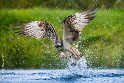 Osprey (Pandion haliaetus). Pandionidae emerging from deep dive with firm grip on trout. Shaded wetland under bright green canopy. Splash and shadow enhance dramatic contrast.