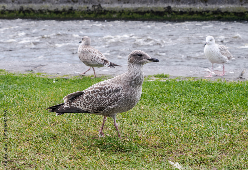 European herring gull, Larus argentatus, stands on grassy ground with the River Corrib, Galway, Ireland, in the background European herring gull, Larus argentatus, stands on grassy ground with the River Corrib, Galway, Ireland, in the background