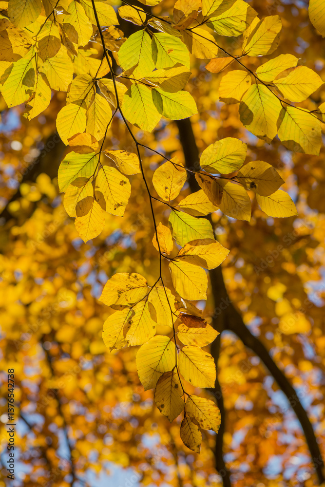 Buche im Herbst, Österreich, Wien, 18. Bezirk, Türkenschanzpar Buche im Herbst, Österreich, Wien, 18. Bezirk, Türkenschanzpar