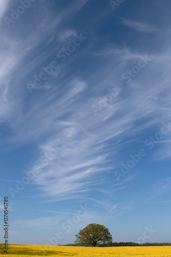 Obraz na płótnie Rapsfeld in gelber Blüte mit Eiche und Schleierwolken. w salonie