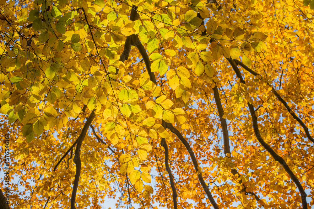 Buche im Herbst, Österreich, Wien, 18. Bezirk, Türkenschanzpar