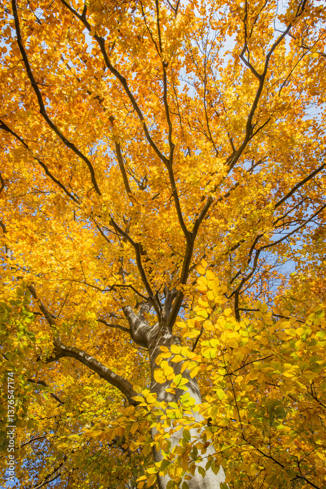Buche im Herbst, Österreich, Wien, 18. Bezirk, Türkenschanzpar