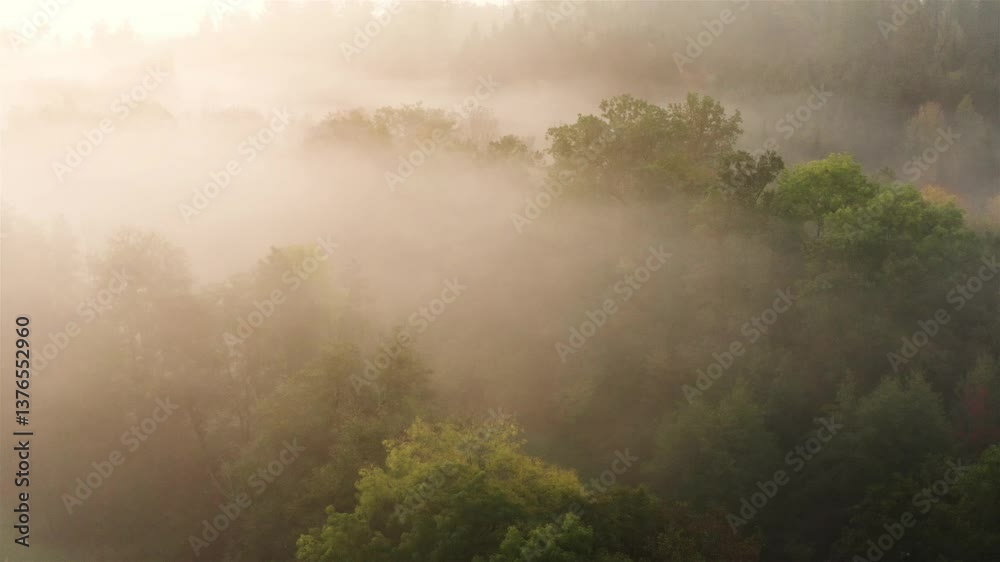 Drone aerial view with an autumn deciduous forest covered with fog at sunrise
