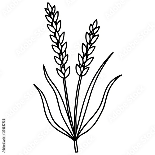 Wheat Stalk Levender Line Art Illustration Image