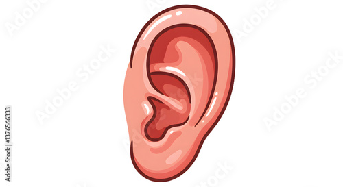 Human Ear Illustration Close-up Depicting Anatomy on White Background