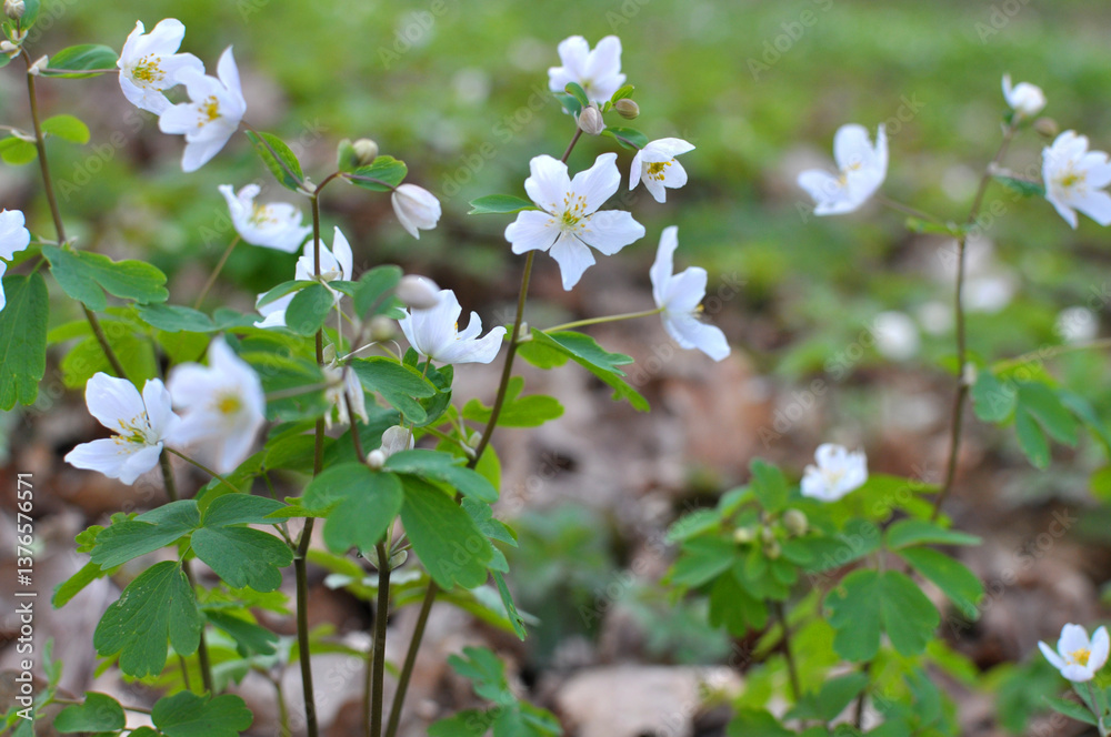 Isopyrum thalictroides blooms in the wild in the forest Isopyrum thalictroides blooms in the wild in the forest