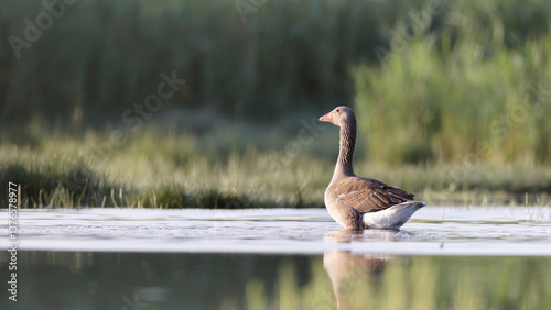 bird, animal, nature, wildlife, goose, beak, water, feather, wild, lake, feathers, birds, grass