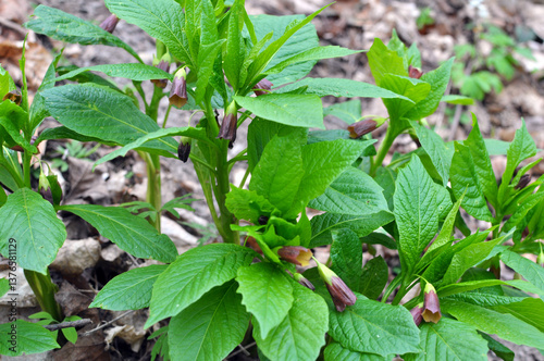 In spring, Scopolia carniolica blooms in the forest photo