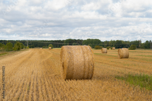 A rural landscape features large, cylindrical hay bales scattered across a harvested field.