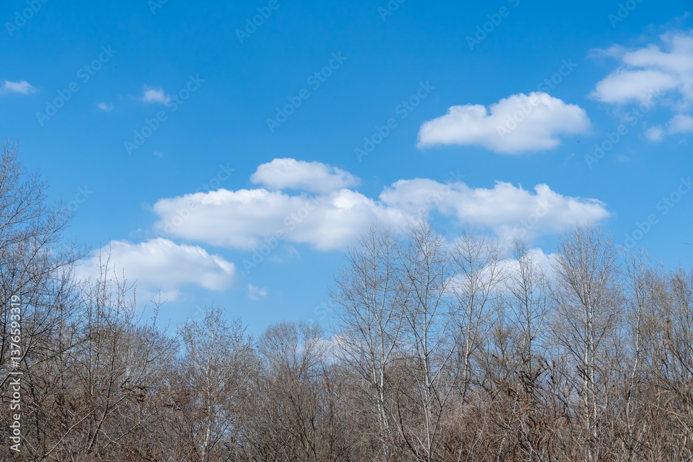 Blue sky and white clouds of nature background. Tops of branches of bare trees in spring. Some different shapes of cloudscape. Cumulus and atmospheric mood. Contrasts weather is frowning and sunny. Blue sky and white clouds of nature background. Tops of branches of bare trees in spring. Some different shapes of cloudscape. Cumulus and atmospheric mood. Contrasts weather is frowning and sunny.