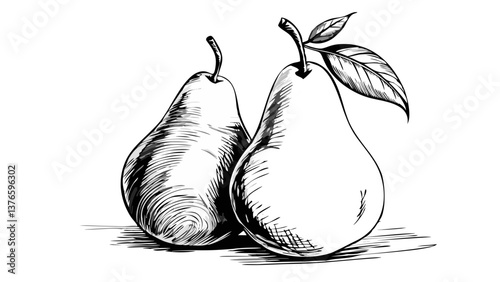 Hand-drawn pears in black and white illustration  