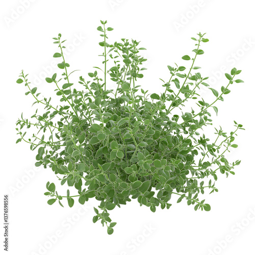 3D Creeping Thyme Plant with Soft Green Leaves Isolated on Transparent Background