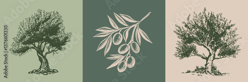 Olive tree and branch  hand drawn illustrations, sketch. 
