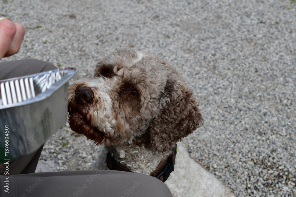 Ein LagottO Romagnolo Hund bettelt