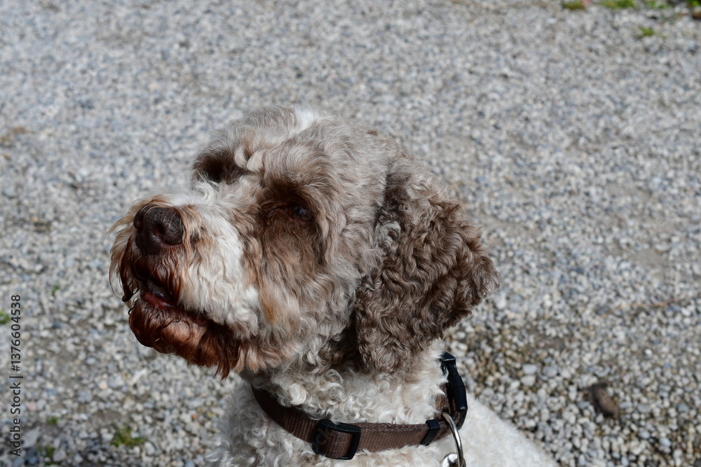 Portrait eines Lagotto Romagnolo Hundes
