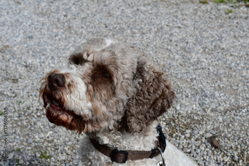 Obraz na płótnie Portrait eines Lagotto Romagnolo Hundes w salonie